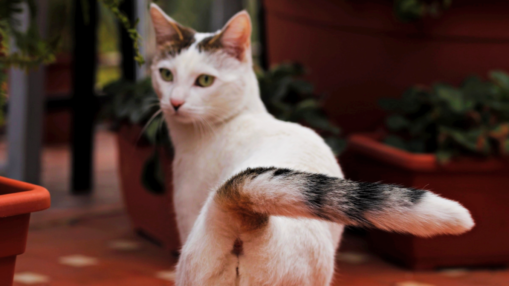 Esta es la razón por la que tu gato persigue su cola