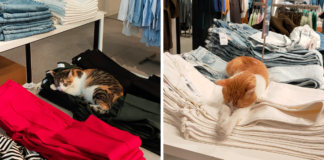 Gatos viven en una tienda de Mango en Turquía y se hace viral