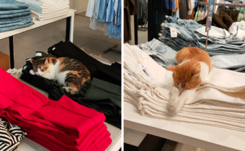 Gatos viven en una tienda de Mango en Turquía y se hace viral