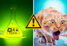 7 cosas con las que se puede envenenar tu gato que no pensabas