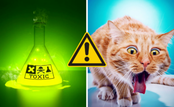 7 cosas que envenenan a tu gato y tienes en casa