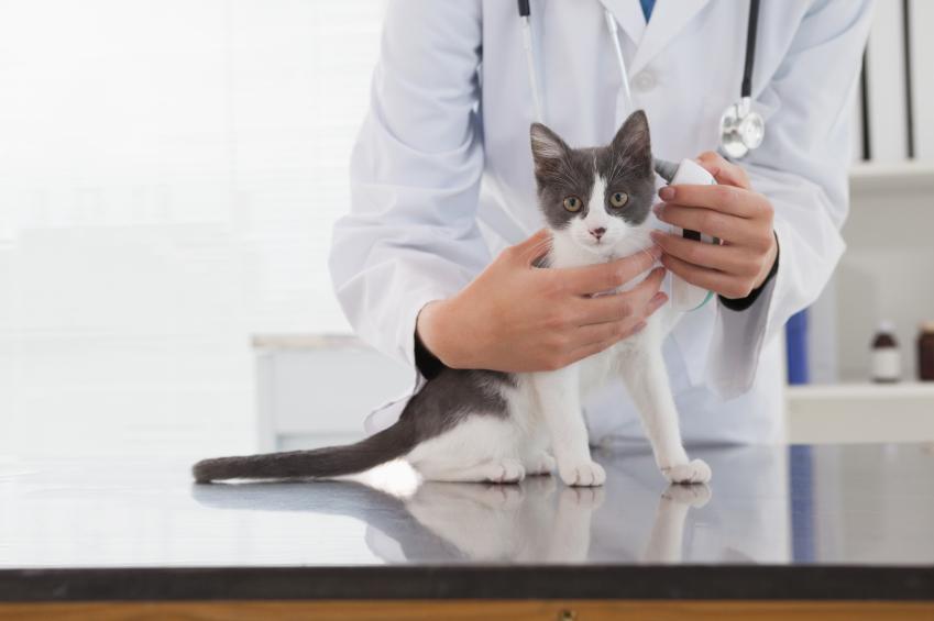 6 síntomas que indican que un gato puede sufrir cáncer