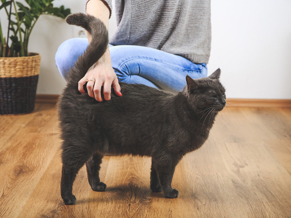 Esto te dice tu gato con la postura de su cola