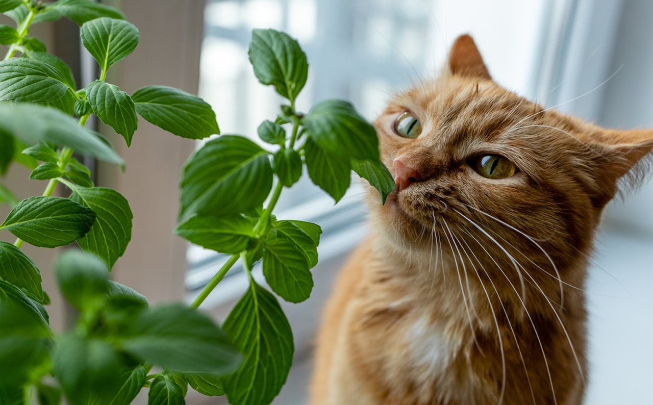 7 cosas con las que se puede envenenar tu gato que no pensabas