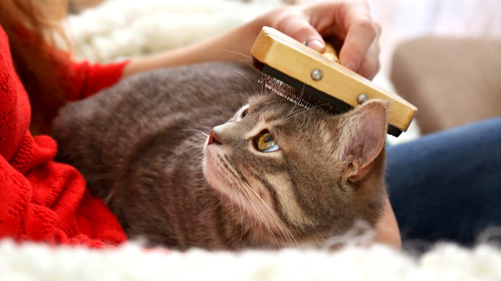 4 maneras de mejorar el pelo de tu gato