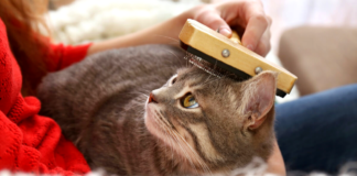 4 maneras de mejorar el pelo de tu gato