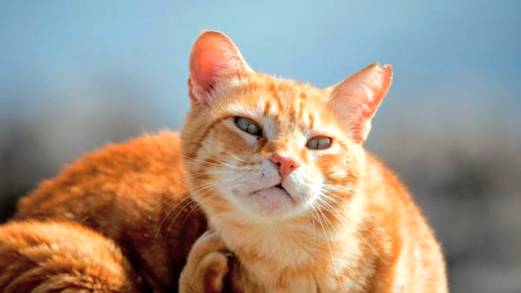 4 motivos por los que tu gato se rasca en exceso