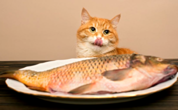 ¿Pueden los gatos comer pescado crudo? Resolvemos el misterio