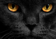 A los gatos les brillan los ojos en la oscuridad por esta razón