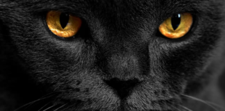 A los gatos les brillan los ojos en la oscuridad por esta razón