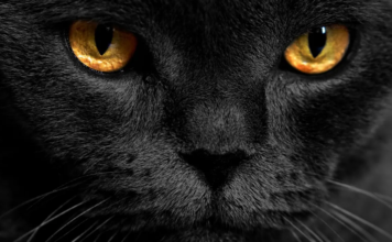 ¿Por qué les brillan los ojos a los gatos en la oscuridad?