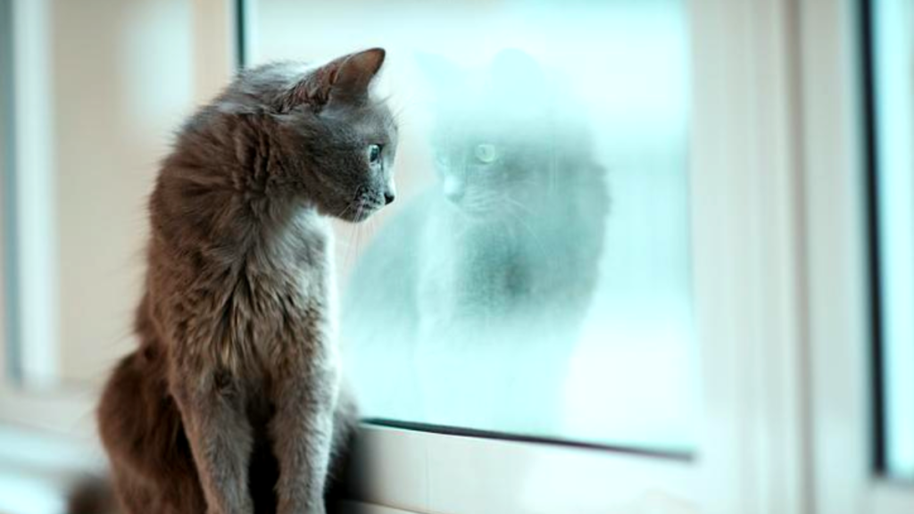 6 señales que indican que tu gato se siente muy solo