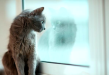 6 señales que indican que tu gato se siente muy solo