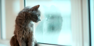 6 señales que indican que tu gato se siente muy solo