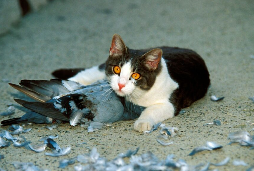 La razón por la que los gatos llevan animales muertos a casa