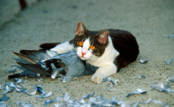 La razón por la que los gatos llevan animales muertos a casa