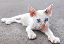 5 síntomas de anemia en los gatos
