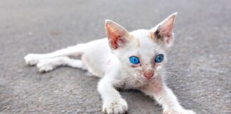 5 síntomas de anemia en los gatos