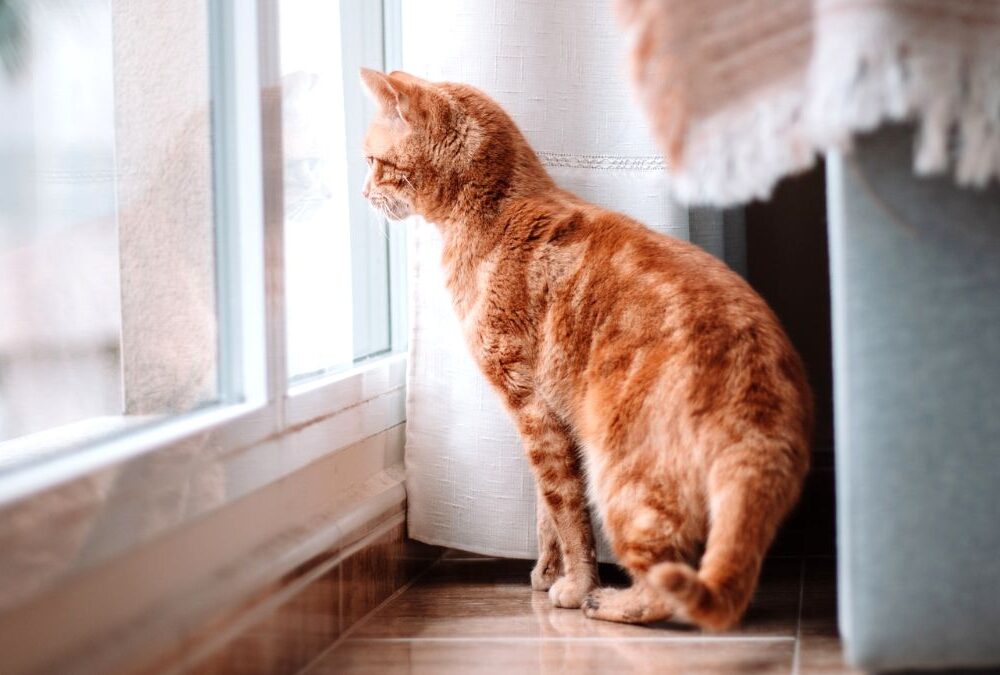 Dejar a un gato 3 días solo en casa será multado con un máximo de 50.000 euros