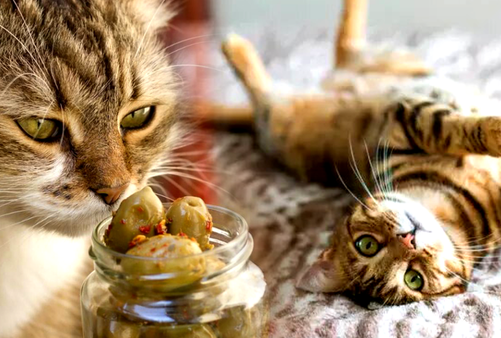 La razón por la que a los gatos les encantan las aceitunas