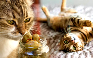 Esta es la razón por la que a los gatos les encantan las aceitunas