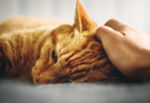 5 enfermedades mortales en gatos que tiene que conocer