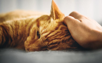 5 enfermedades mortales en gatos que tienes que conocer