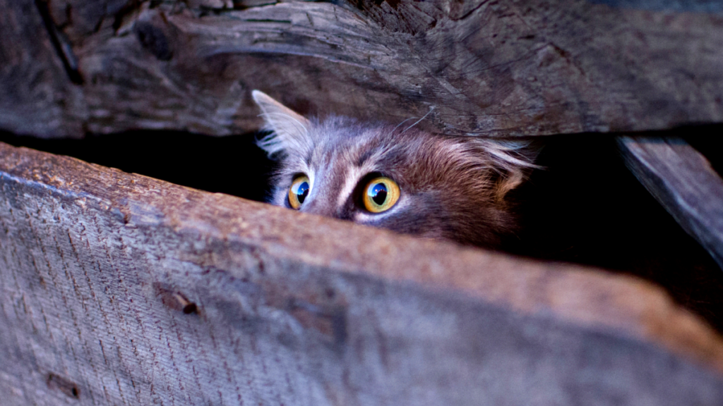 5 conductas humanas que causan miedo a los gatos