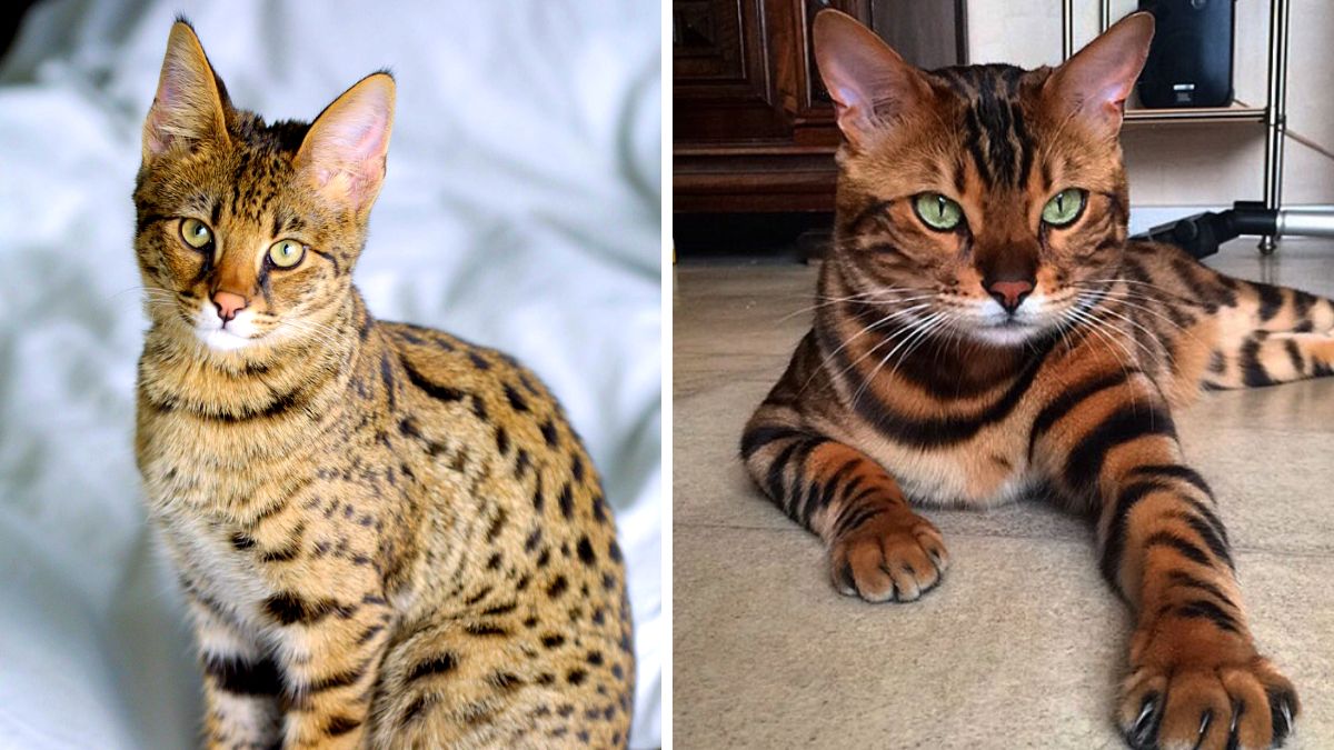 Misterioso capitalismo Prominente Conoce las 5 razas de gatos con más carácter del mundo - Mundo del Gato |  Solo hablamos de gatos
