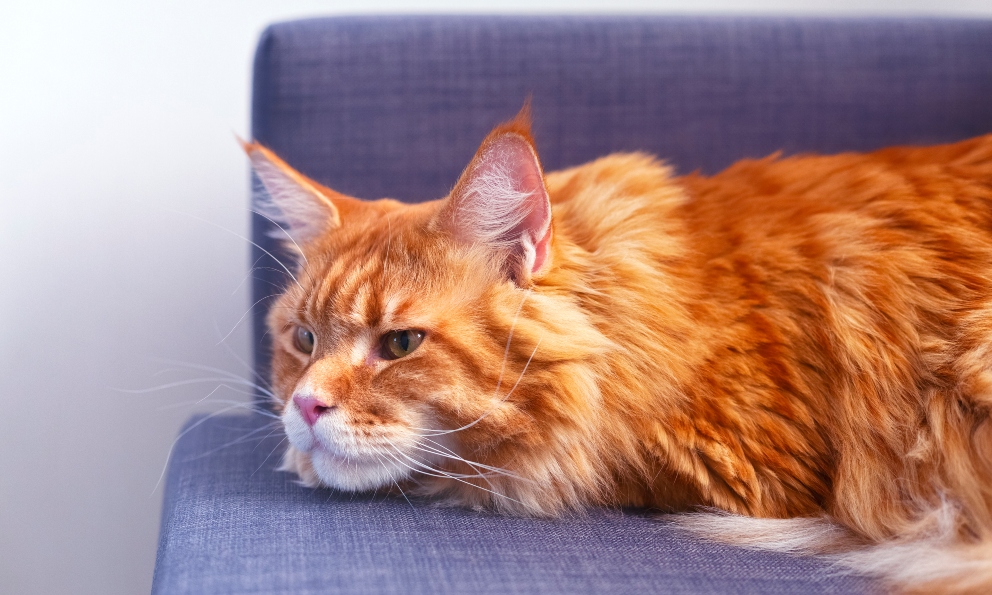 6 motivos por los que no debes echar colonia a tu gato NUNCA