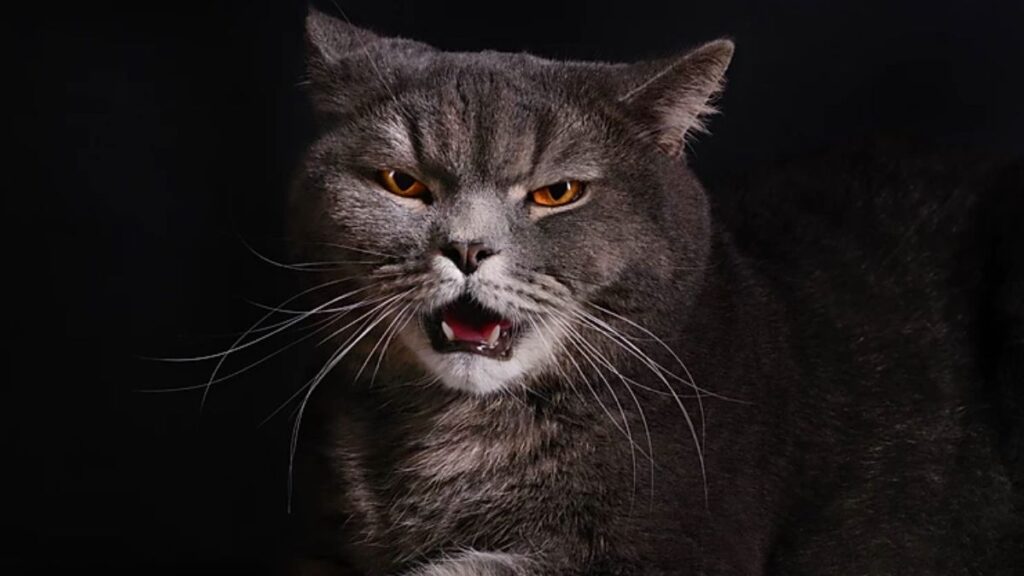 6 motivos que indican que tu gato no te quiere