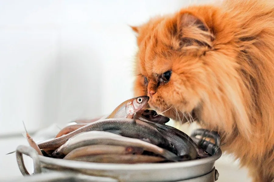 ¿Pueden los gatos comer pescado crudo? Resolvemos el misterio