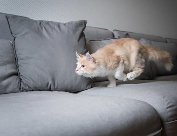 6 cosas extrañas que hace tu gato y tienen explicación