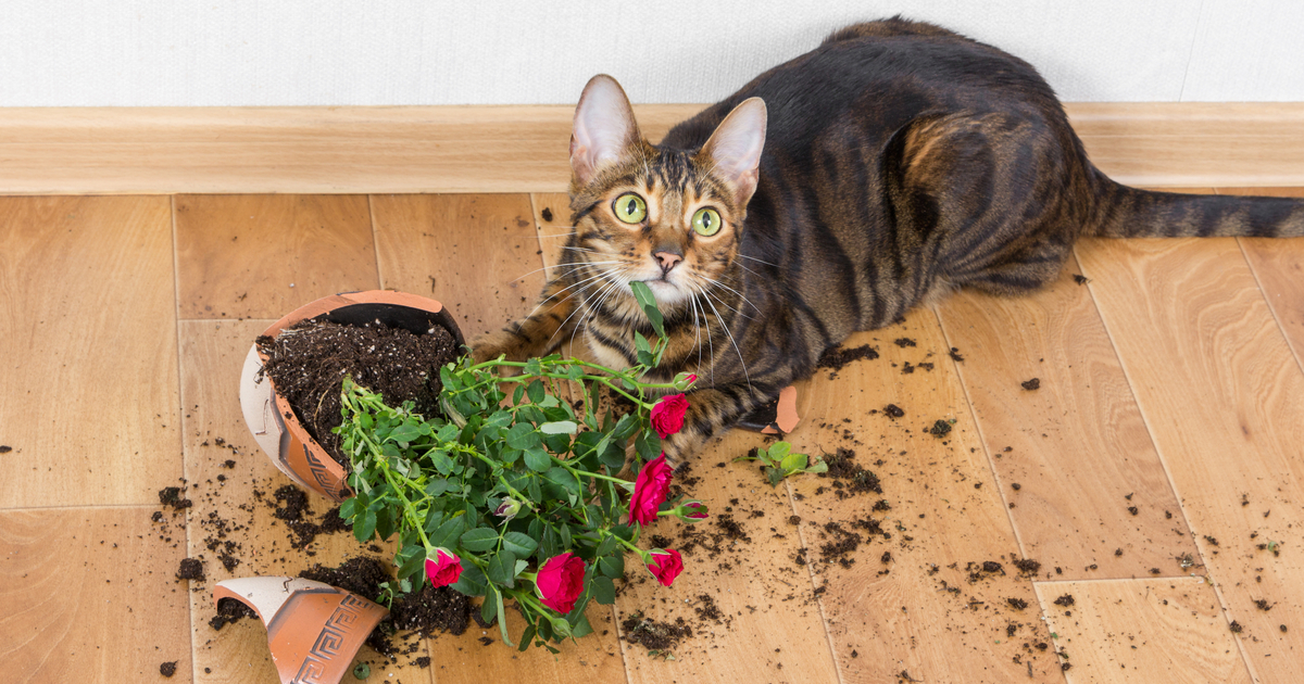 4 formas de evitar que tu gato se coma las plantas