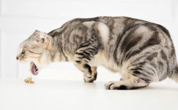 Vómitos en gatos, ¿Cuándo debes ir al veterinario?