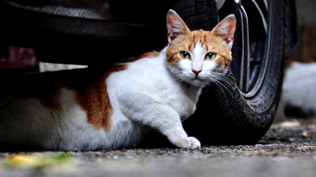 Qué hacer si tienes que sacar a un gato del capó de tu coche