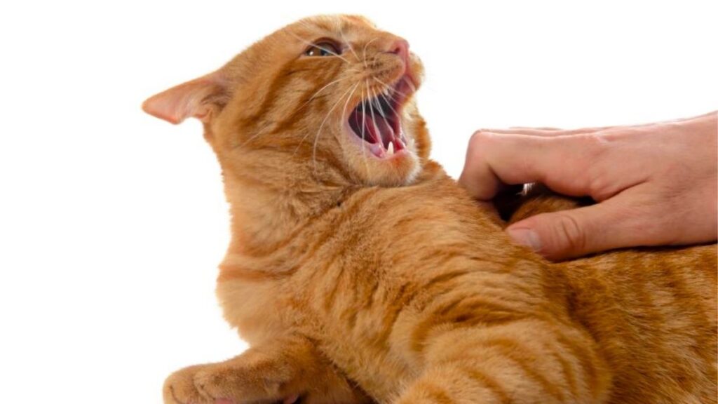 5 razones por las que tu gato te ataca de repente