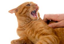 5 razones por las que tu gato te ataca de repente