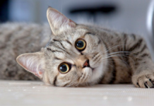4 cosas que te dice tu gato solo con las orejas