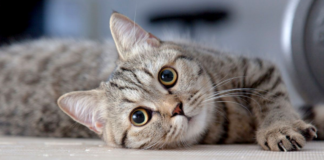 4 cosas que te dice tu gato solo con las orejas