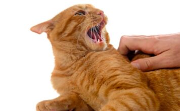 5 razones por las que tu gato te ataca de repente