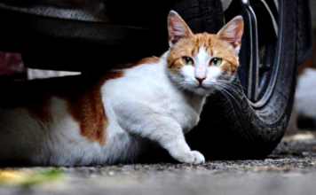 ¿Qué debes hacer si un gato se mete dentro del capó de tu coche?