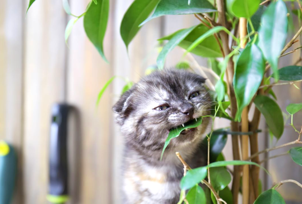 4 formas de evitar que tu gato se coma las plantas