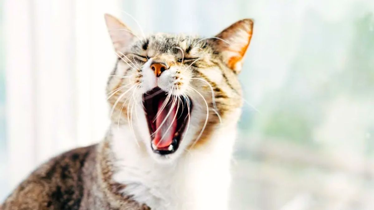 5 razones por las que tu gato te acata de repente