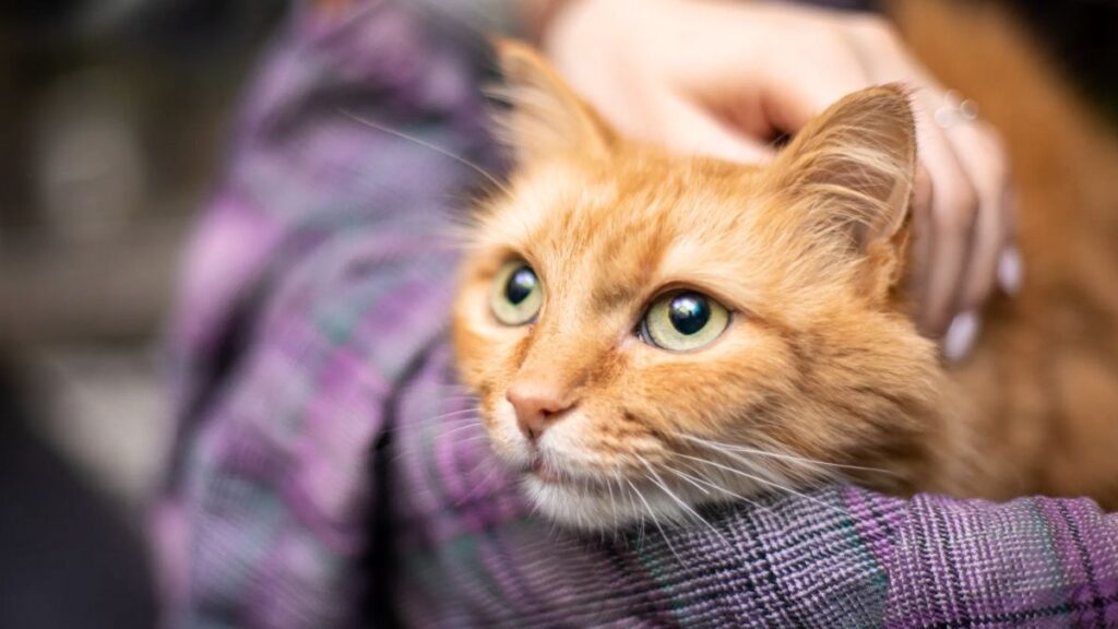 Por esta razón tu gato no ronronea