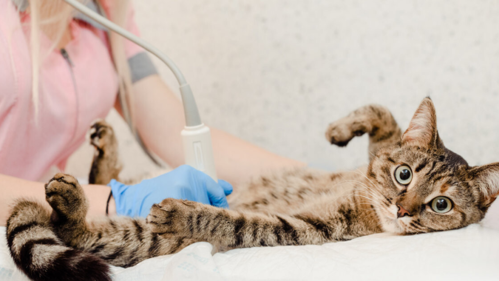 5 razones por las que esterilizar a tu gato