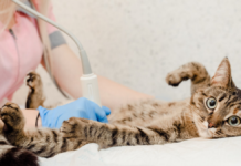 5 razones por las que esterilizar a tu gato