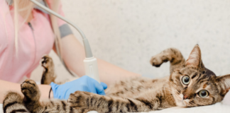 5 razones por las que esterilizar a tu gato