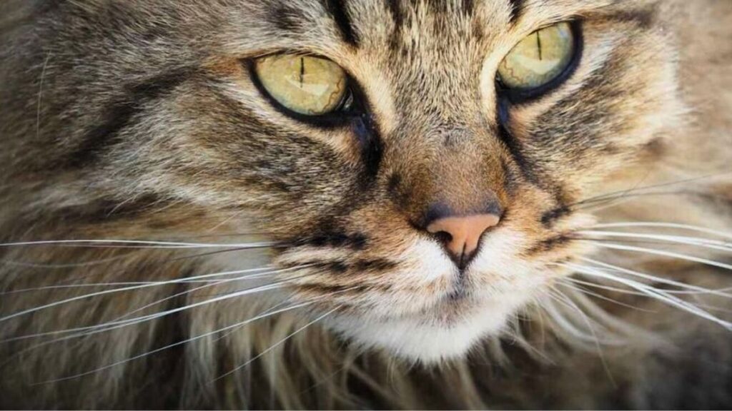 ¿Vuelven a crecer los bigotes de los gatos?