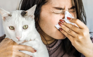 ¿Qué debes hacer y tomar si tienes alergia a los gatos?